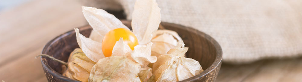 article physalis