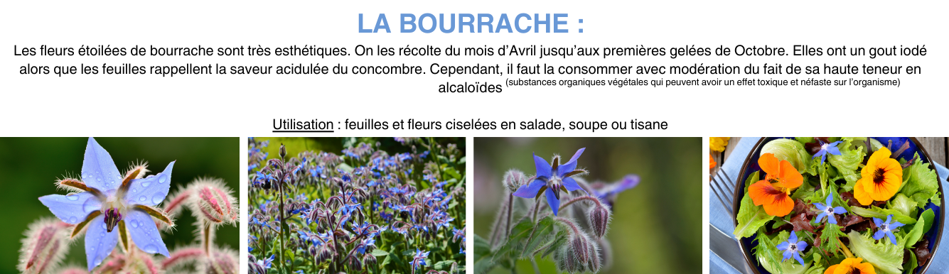 bourrache