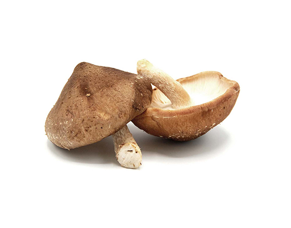 Pleurote et Shiitake de Charente Pleurote et Shiitake de Charente